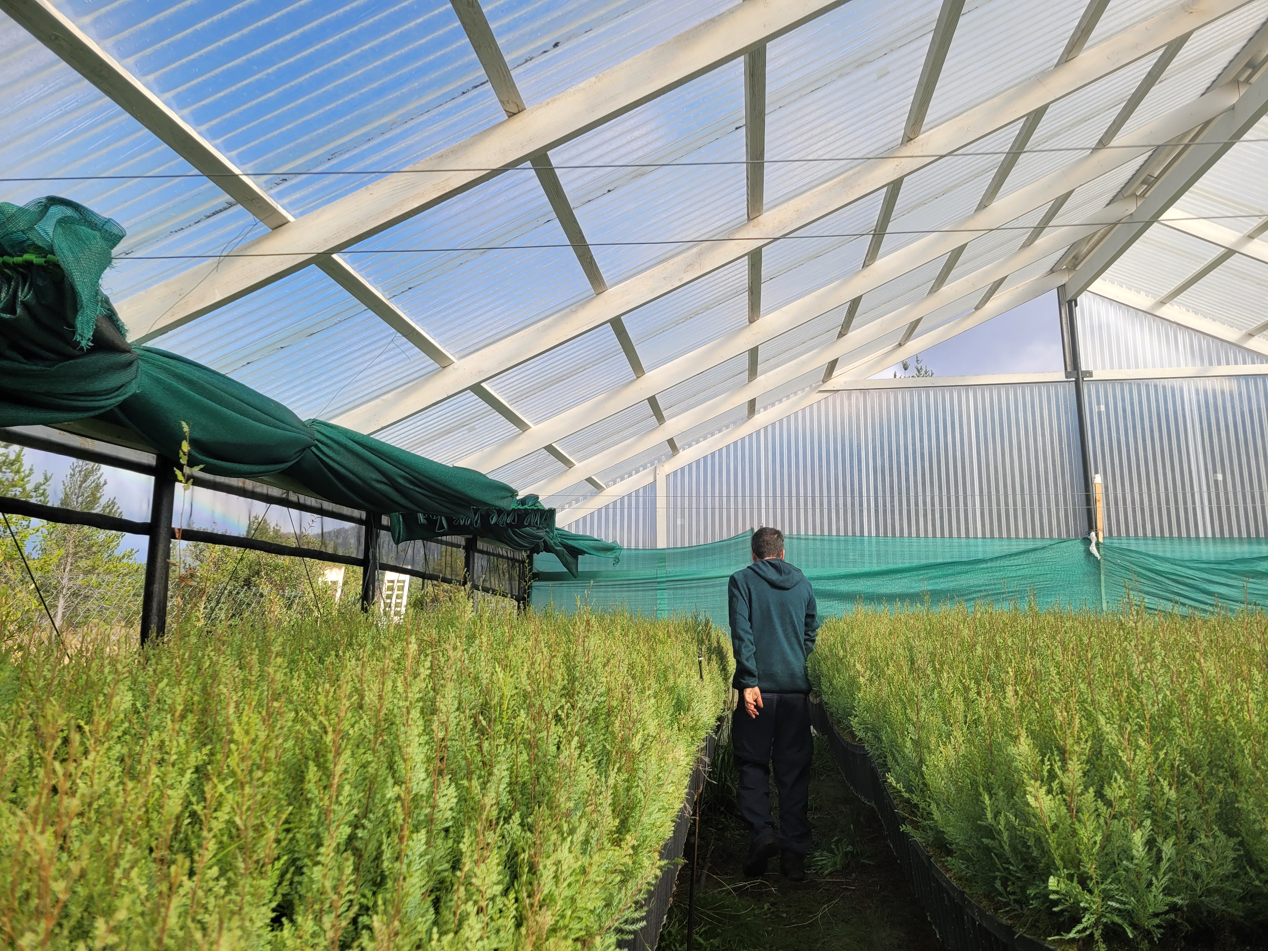 Interior del vivero de referencia, con techo a dos aguas y plantines